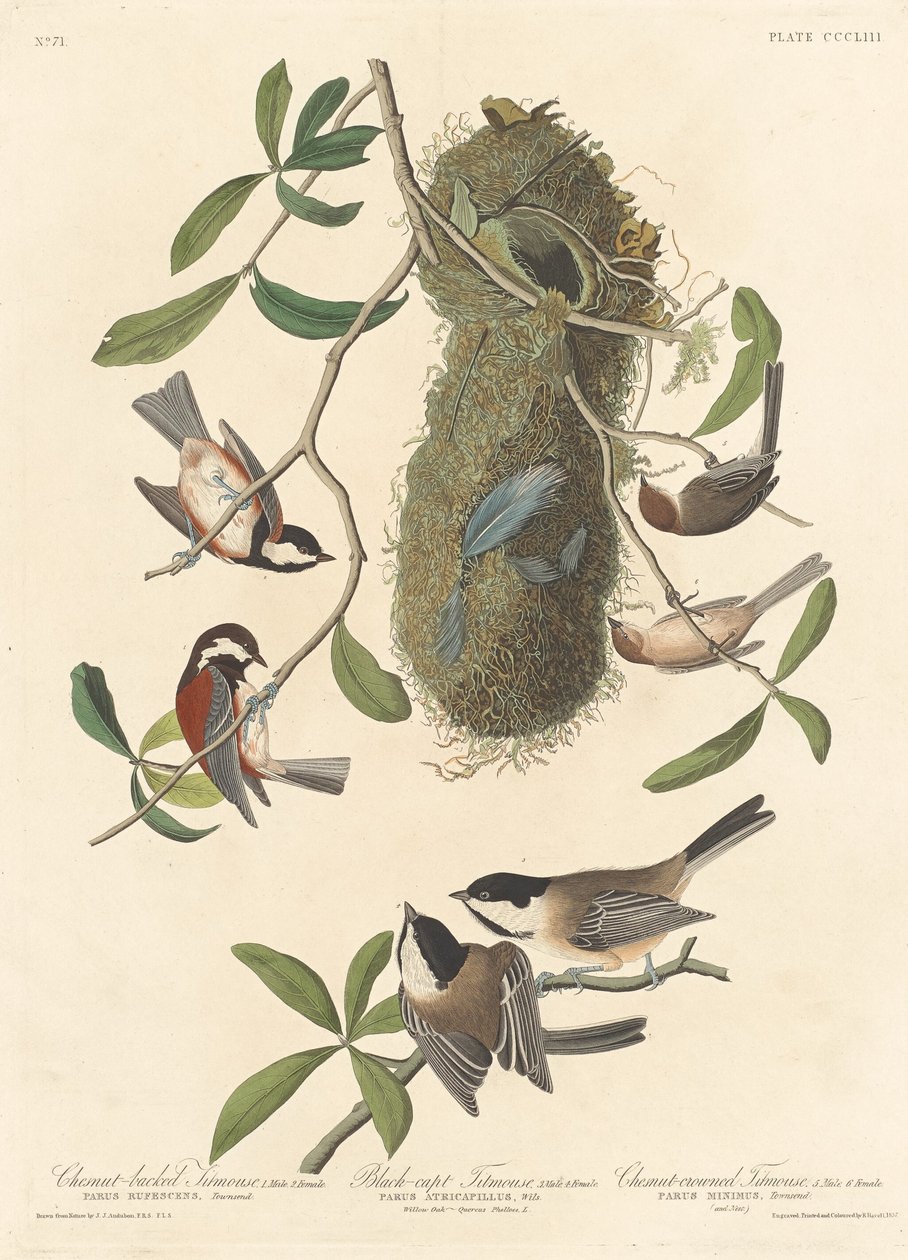 Koolmees met Kastanjebruine Rug, Zwartkopmees en Kastanjekopmees door Robert Havell after John James Audubon