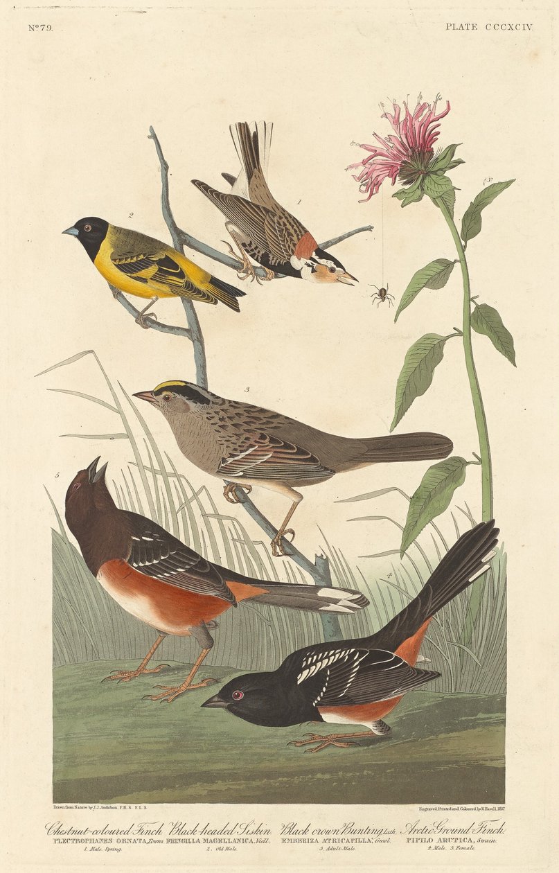 Kastanjekleurige vink, zwartkop sijs, zwartkruin gors en arctische grondvink door Robert Havell after John James Audubon