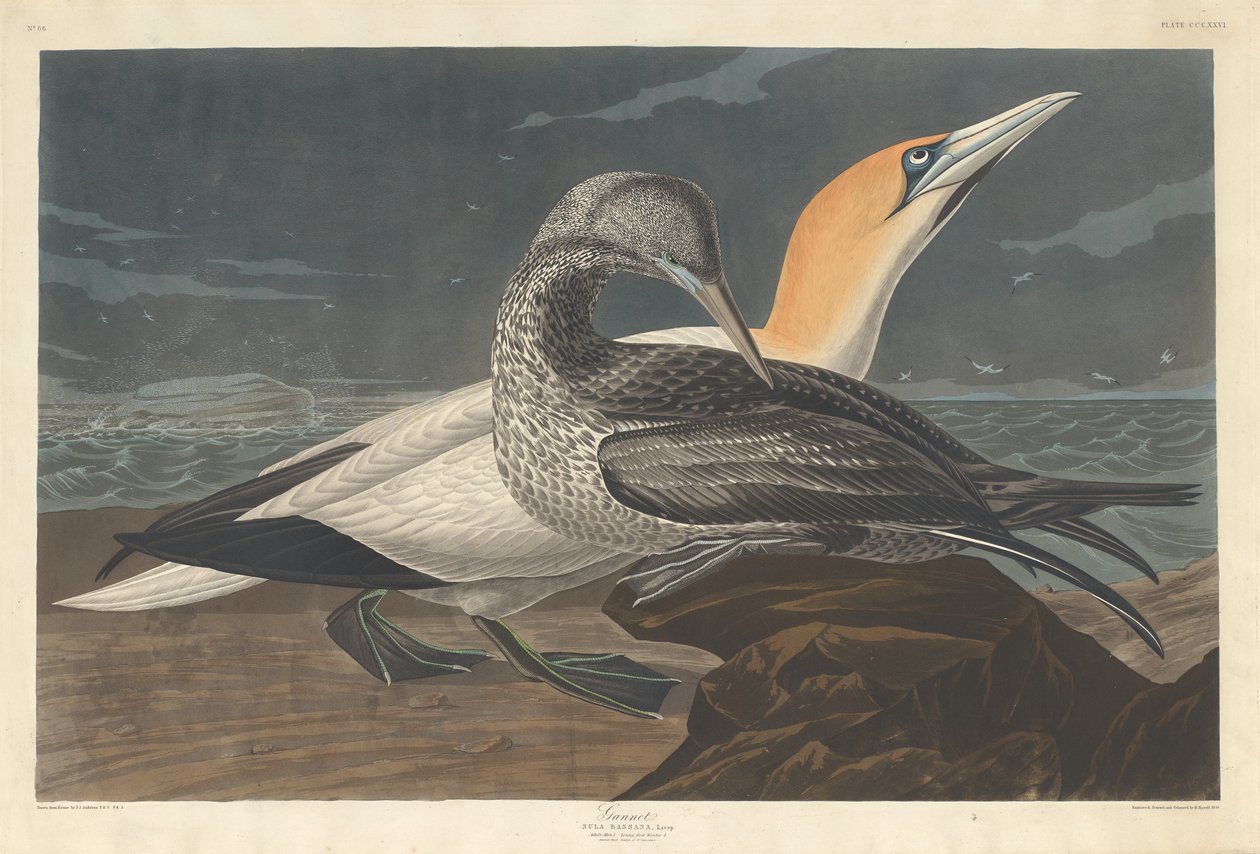 Jan-van-gent door Robert Havell after John James Audubon