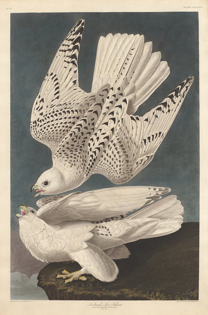 IJslandse of Jer Valk door Robert Havell after John James Audubon