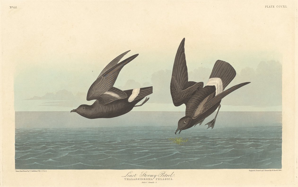 Kleine Stormvogel door Robert Havell after John James Audubon
