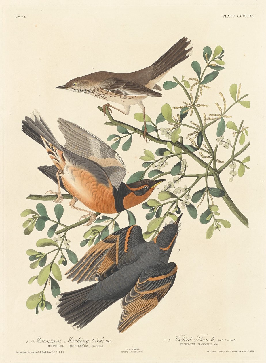 Bergspotlijster en bonte lijster door Robert Havell after John James Audubon