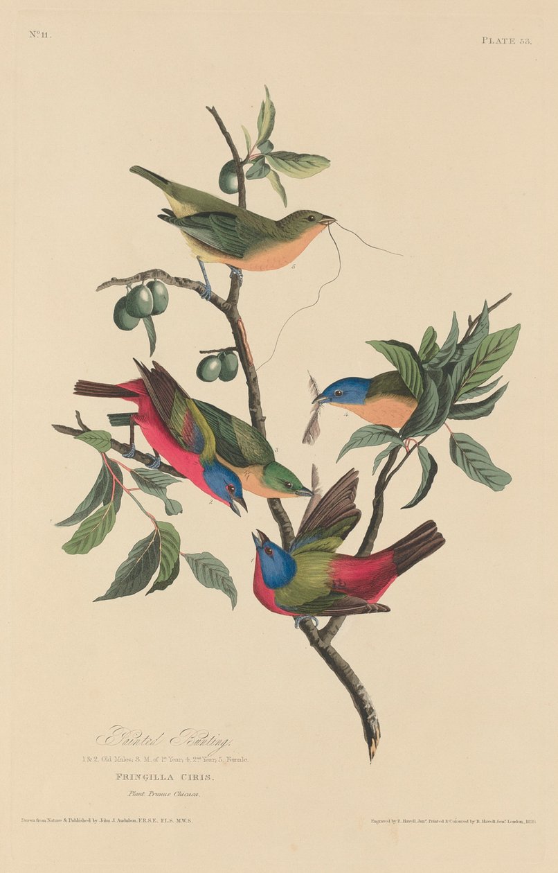 Schilderende Bunting door Robert Havell after John James Audubon