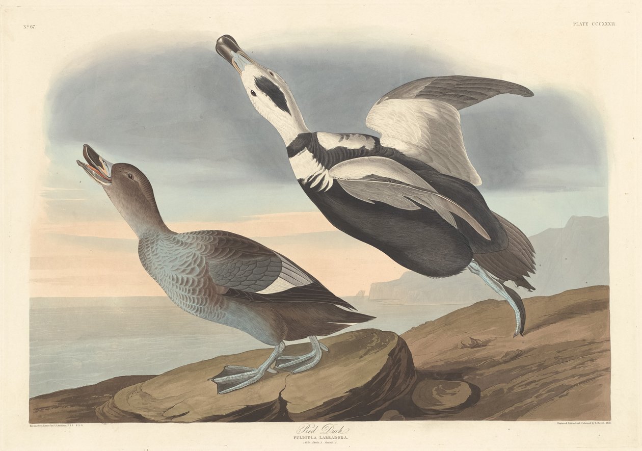 Bonte Eend door Robert Havell after John James Audubon
