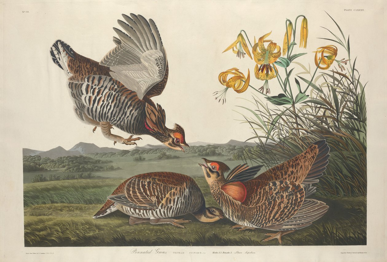 Pinnated Grouse door Robert Havell after John James Audubon