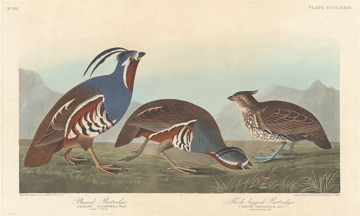 Gevederde patrijs en dikpootpatrijs door Robert Havell after John James Audubon