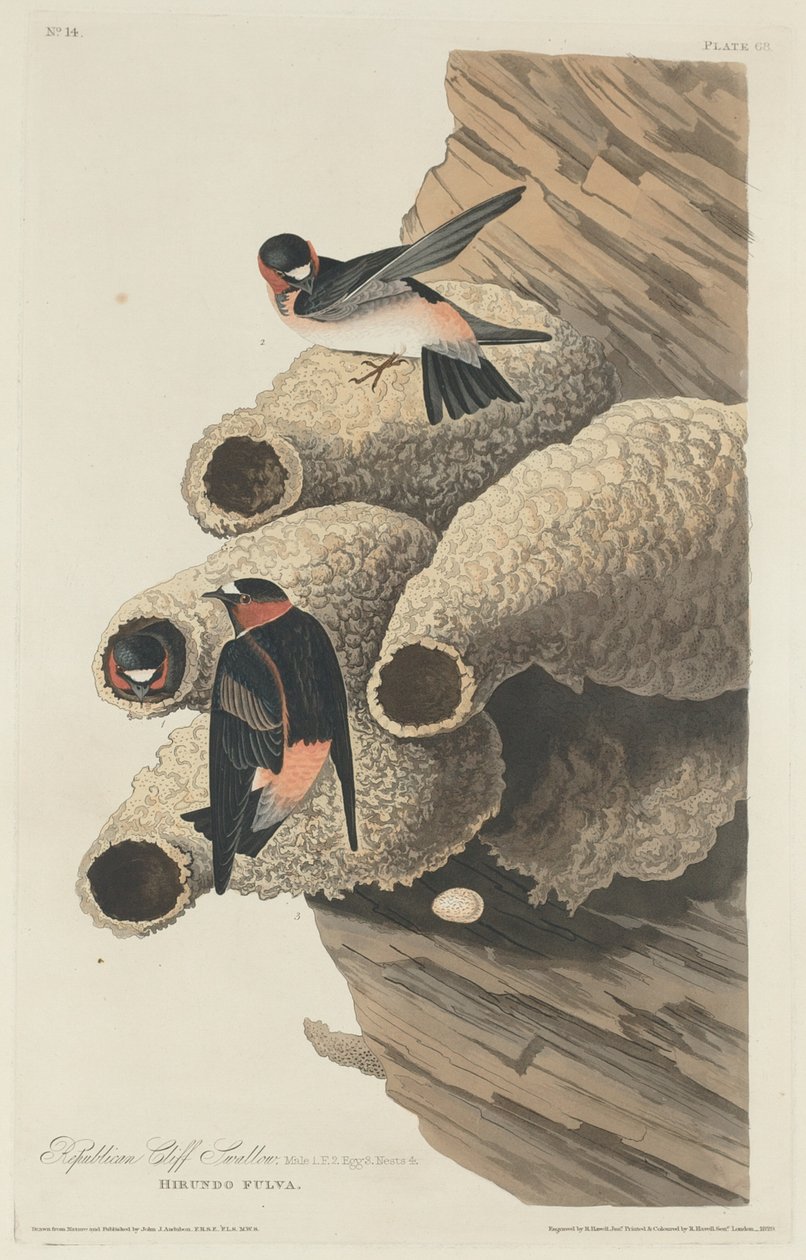 Republikeinse Klifzwaluw door Robert Havell after John James Audubon
