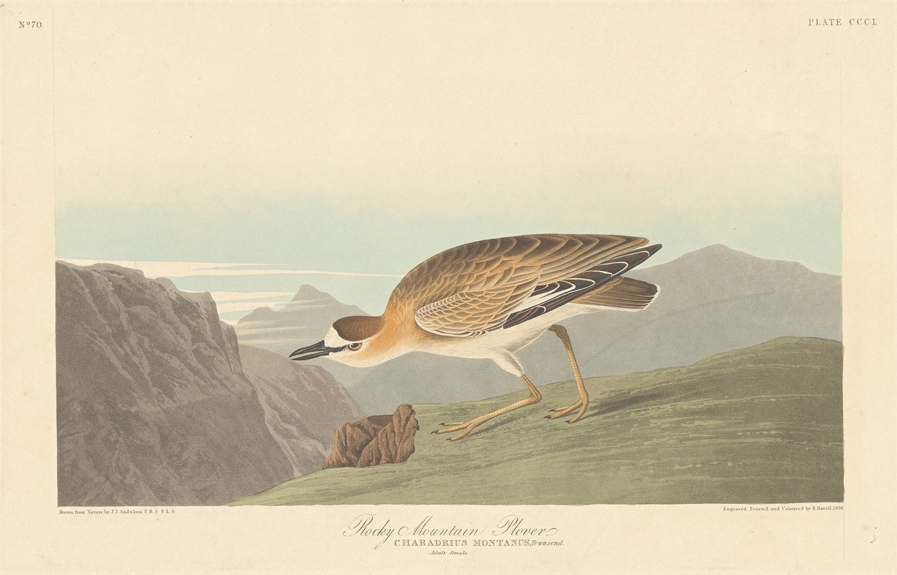 Rocky Mountain Plevier door Robert Havell after John James Audubon