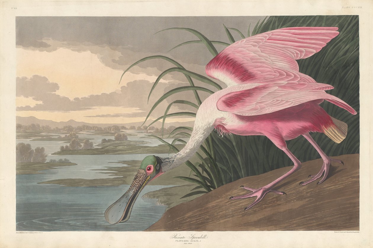 Rosse lepelaar door Robert Havell after John James Audubon