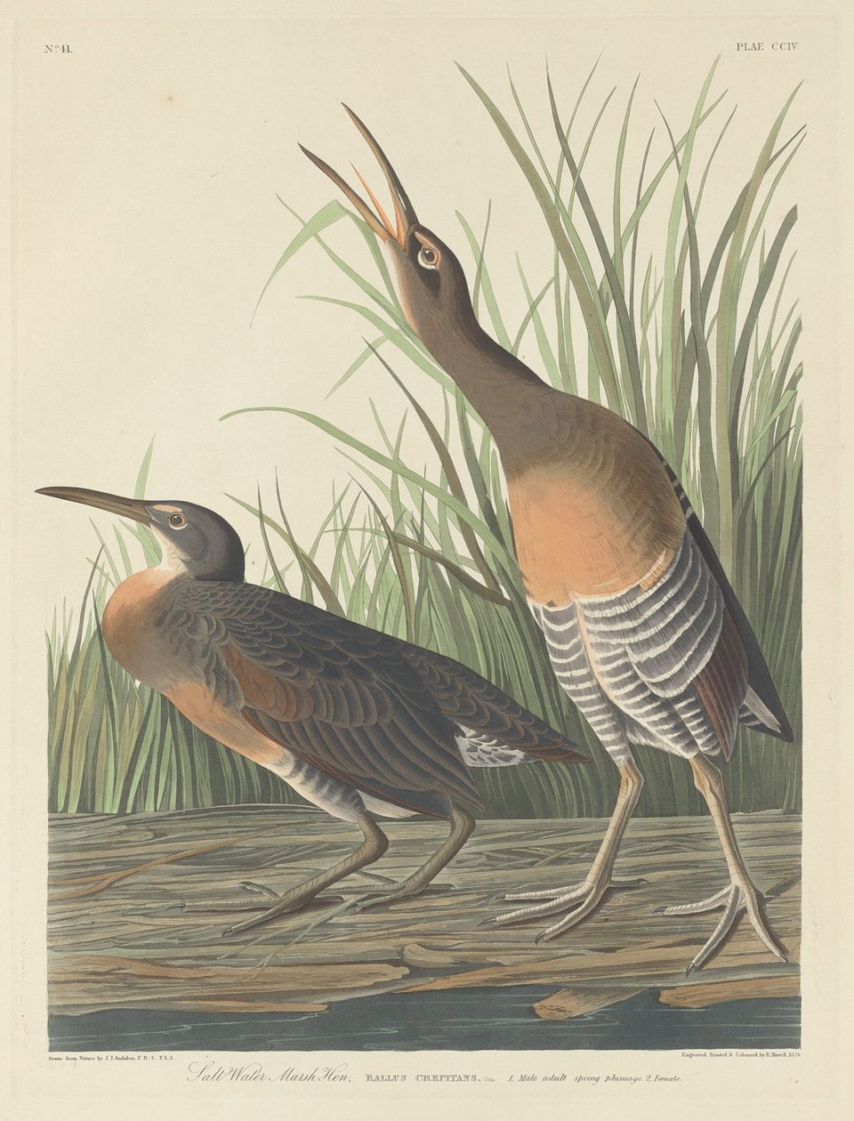 Zoutwatermoerashoen door Robert Havell after John James Audubon