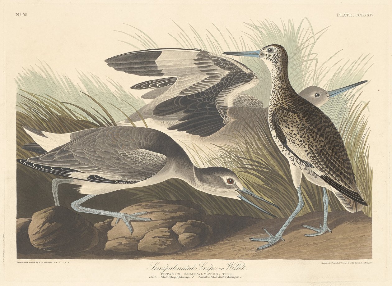 Halfgepalmeerde snip of willet door Robert Havell after John James Audubon
