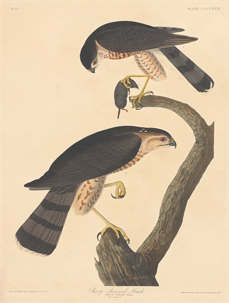 Sperwer door Robert Havell after John James Audubon