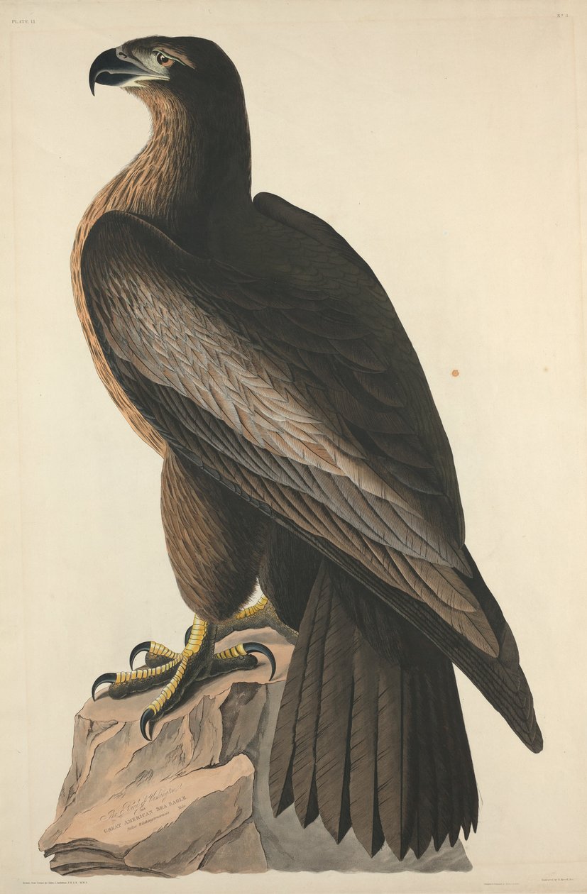 De Vogel van Washington of Grote Amerikaanse Zeearend door Robert Havell after John James Audubon