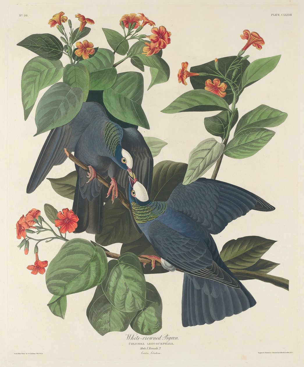 Witgekroonde Duif door Robert Havell after John James Audubon