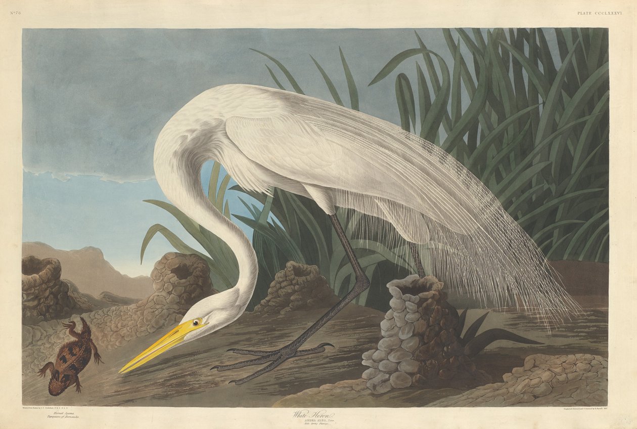 Witte Reiger door Robert Havell after John James Audubon