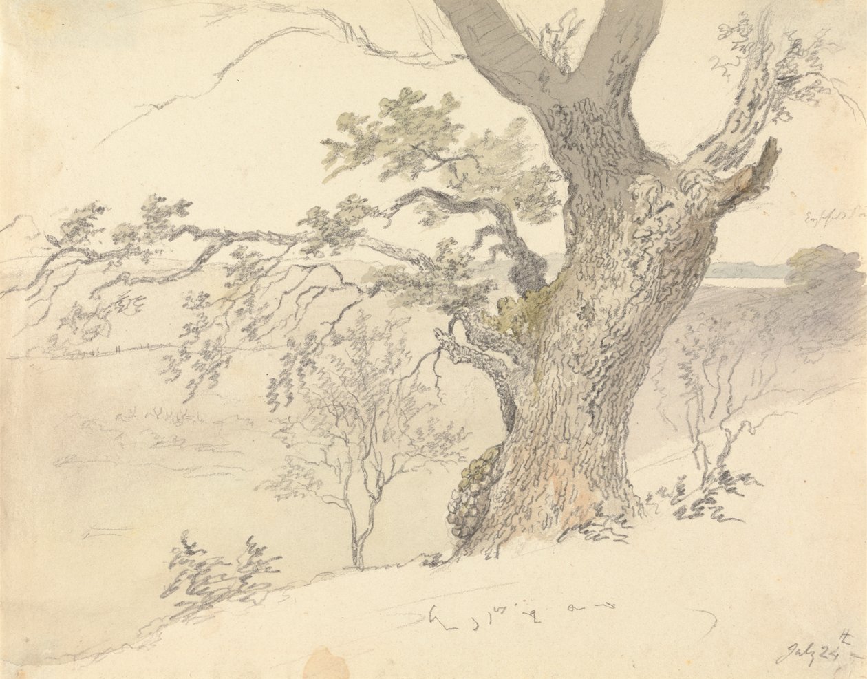 Een Eik in Englefield Park door Robert Hills