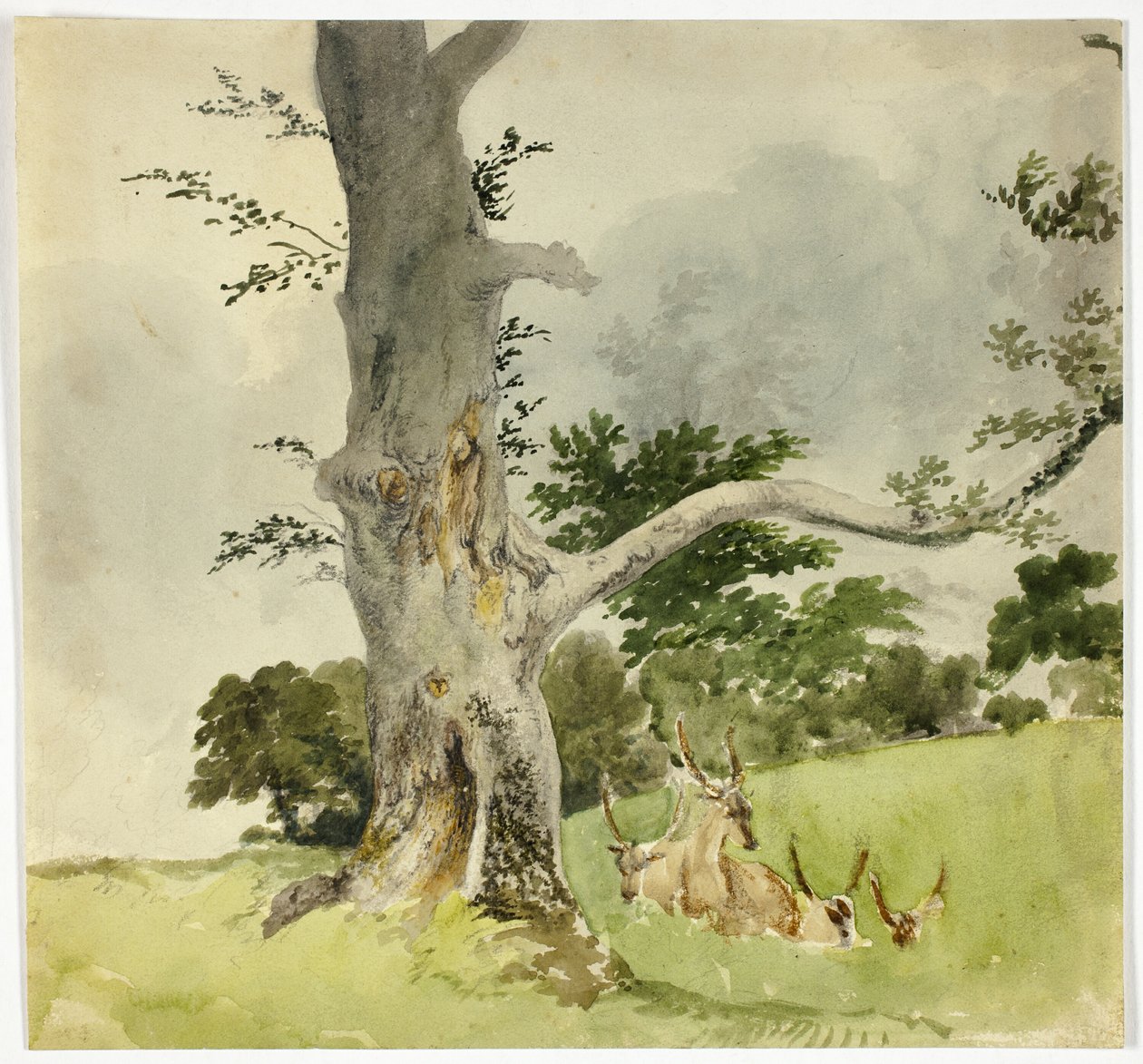 Hertenfamilie onder een boom door Robert Hills