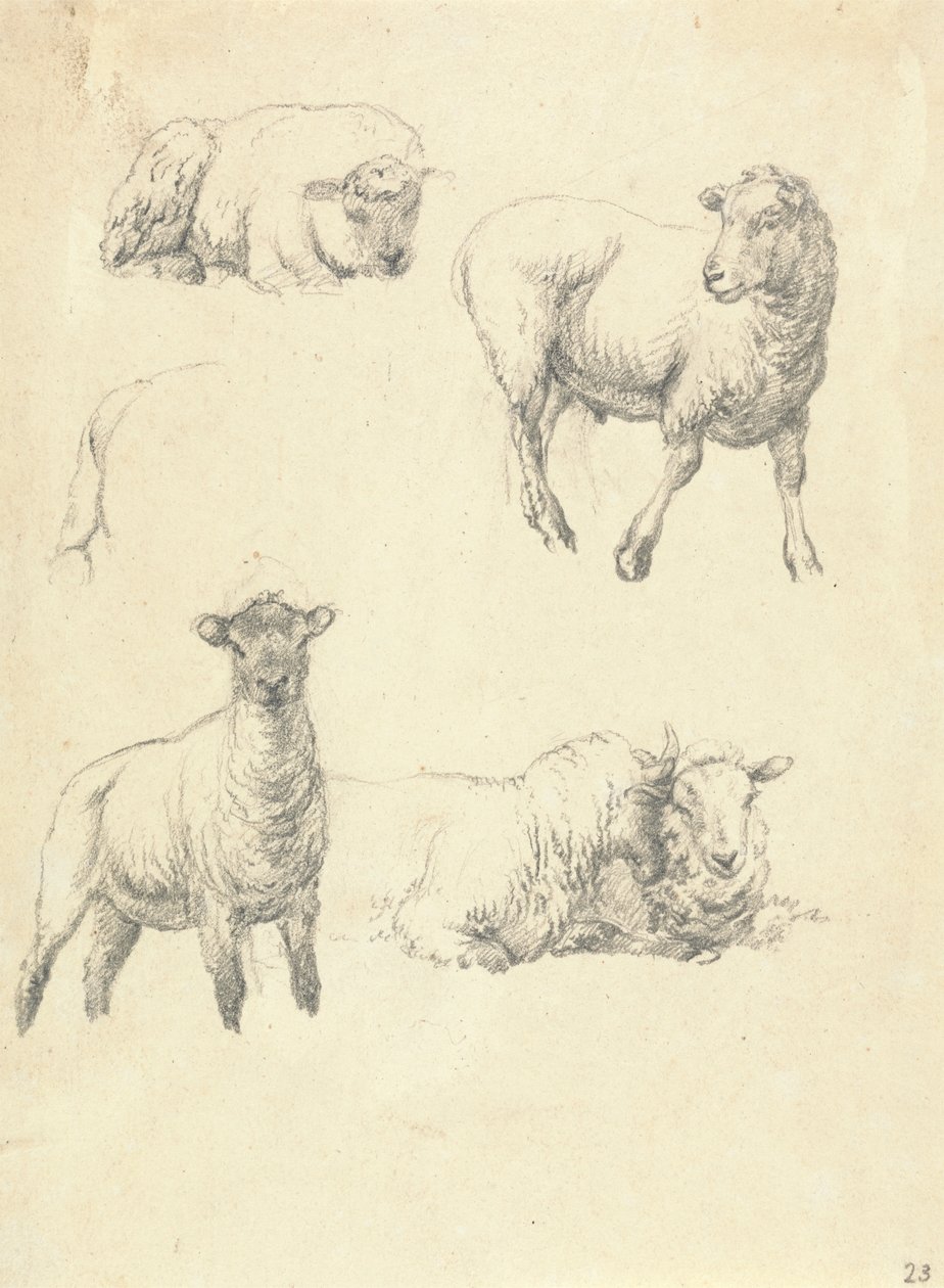 Schapen door Robert Hills