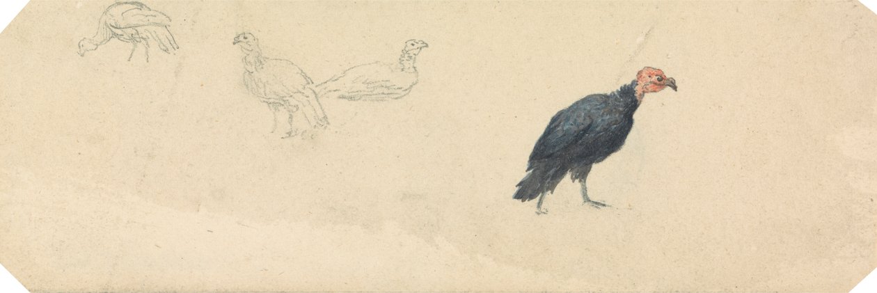 Studies van een kalkoen door Robert Hills
