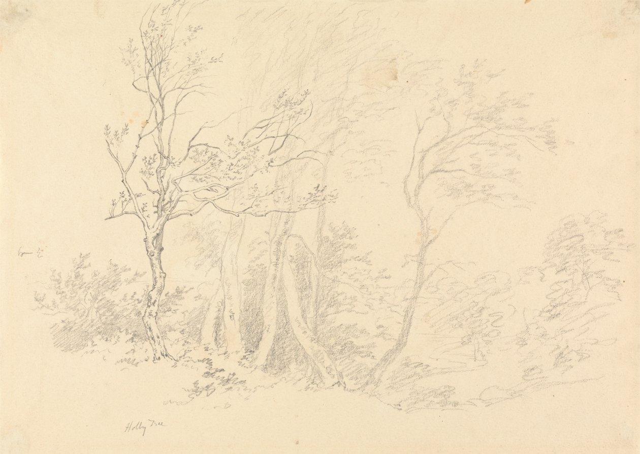 Studie van een hulstboom door Robert Hills