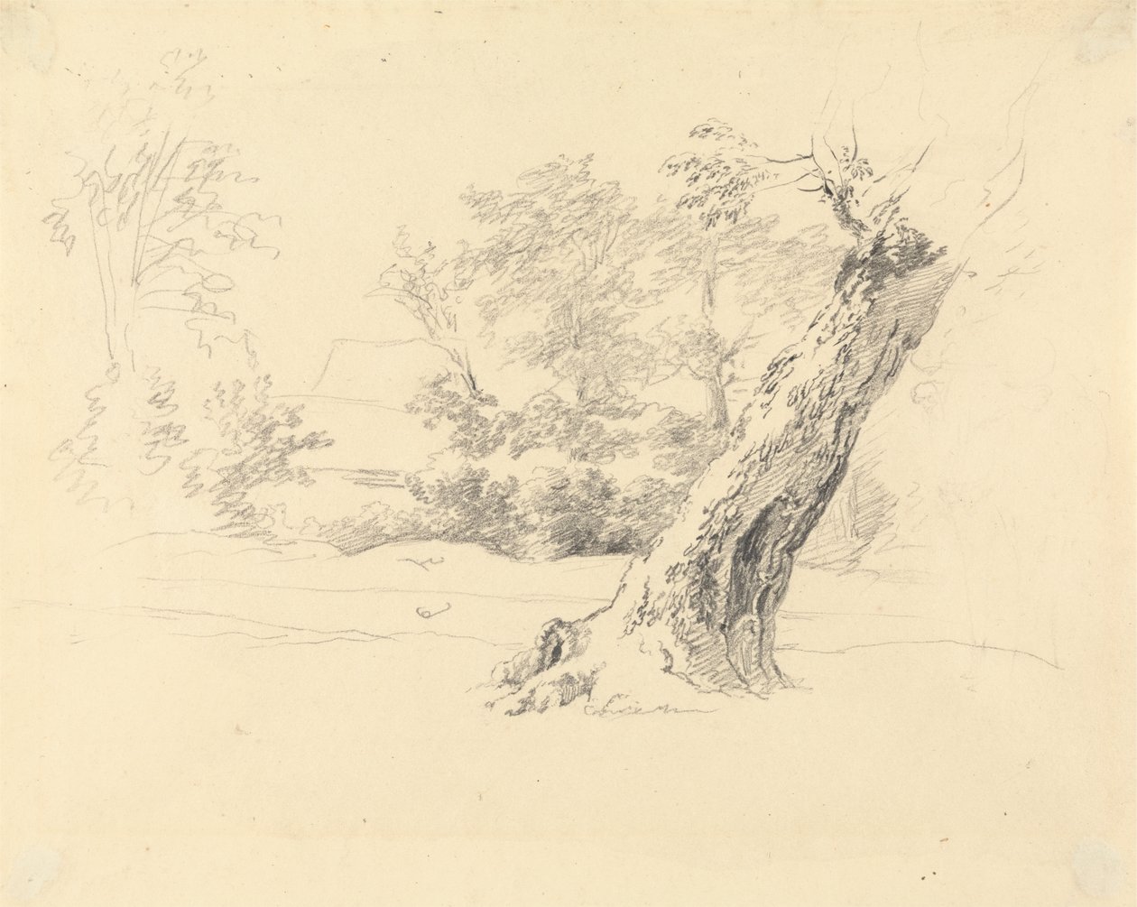 Boomstudie door Robert Hills