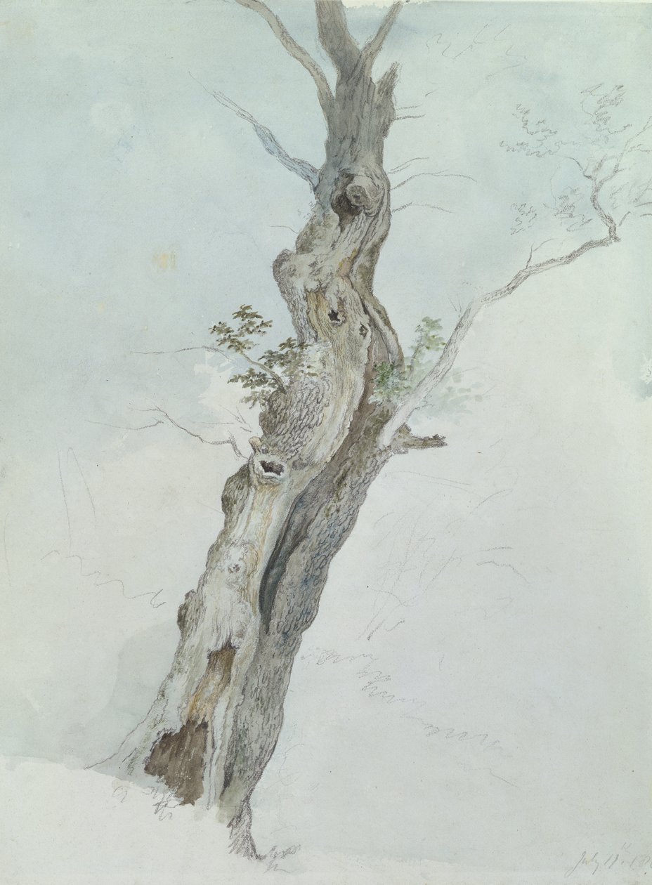 Boomstudie, ca. 1800-05 door Robert Hills