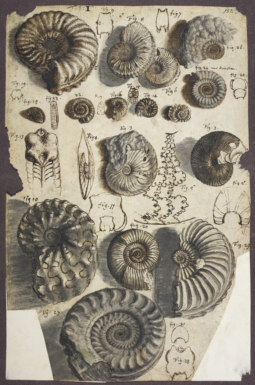 Slangenstenen (ammonieten) door Robert Hooke