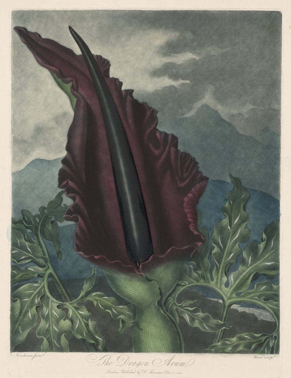 De Drakenaronskelk, Zwarte Calla of Salomonslelie door Robert John Thornton