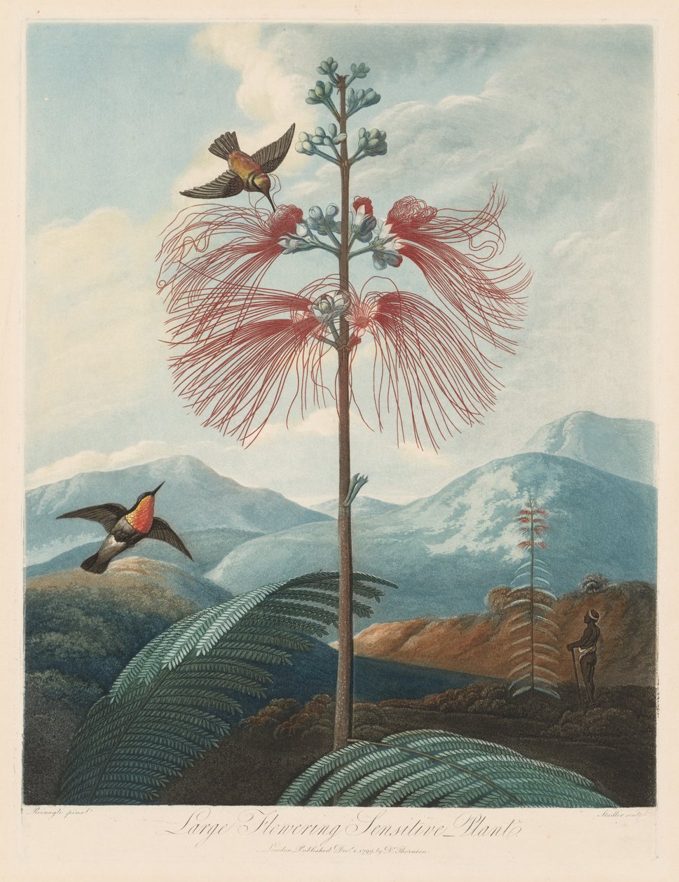 De tempel van Flora, of de tuin van de natuur: Grote bloeiende gevoelige plant, 1799-1807 door Robert John Thornton