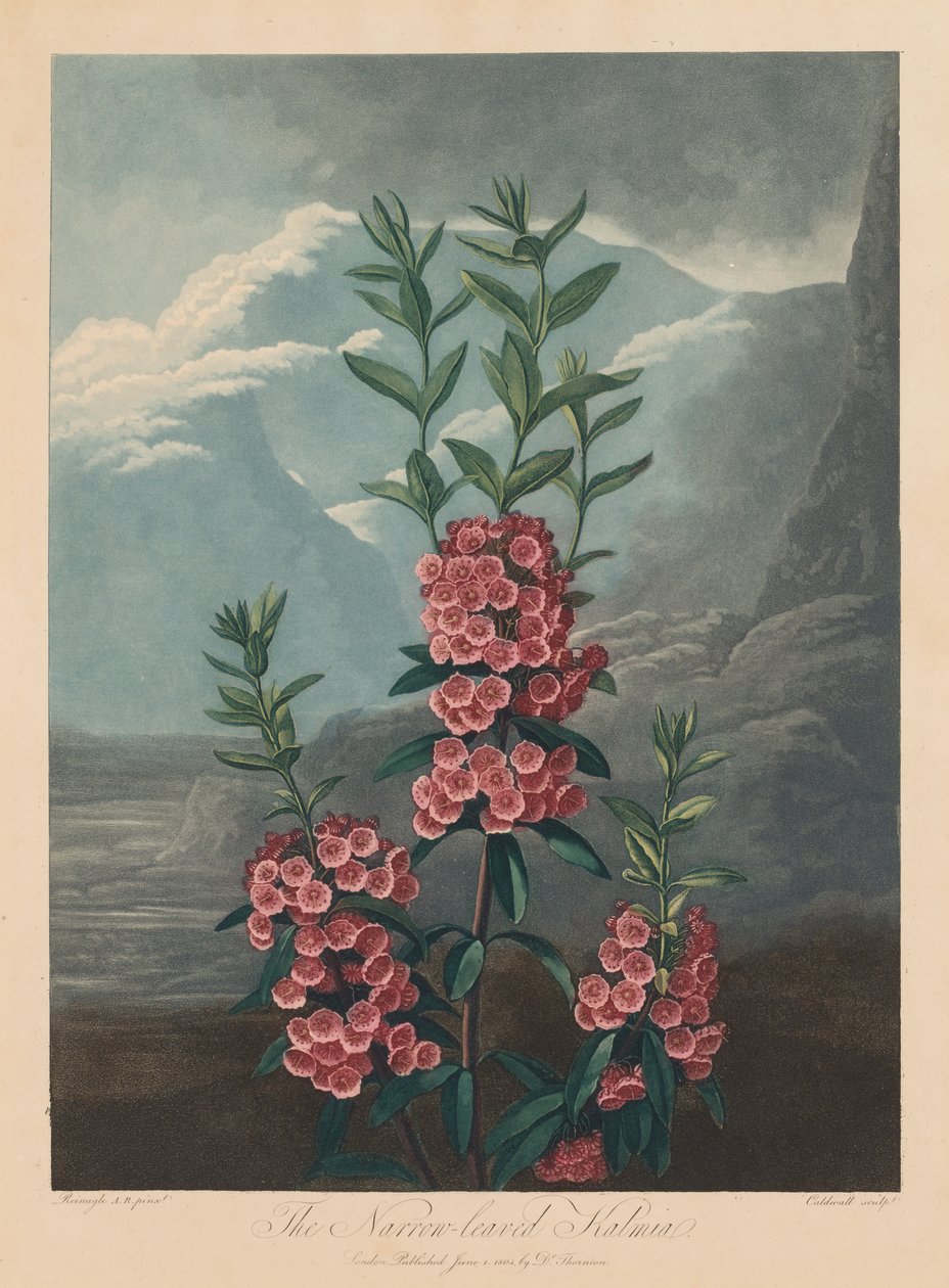 De Tempel van Flora, of de Tuin van de Natuur: De smalbladige Kalmia, Berglaurier, 1804 door Robert John Thornton