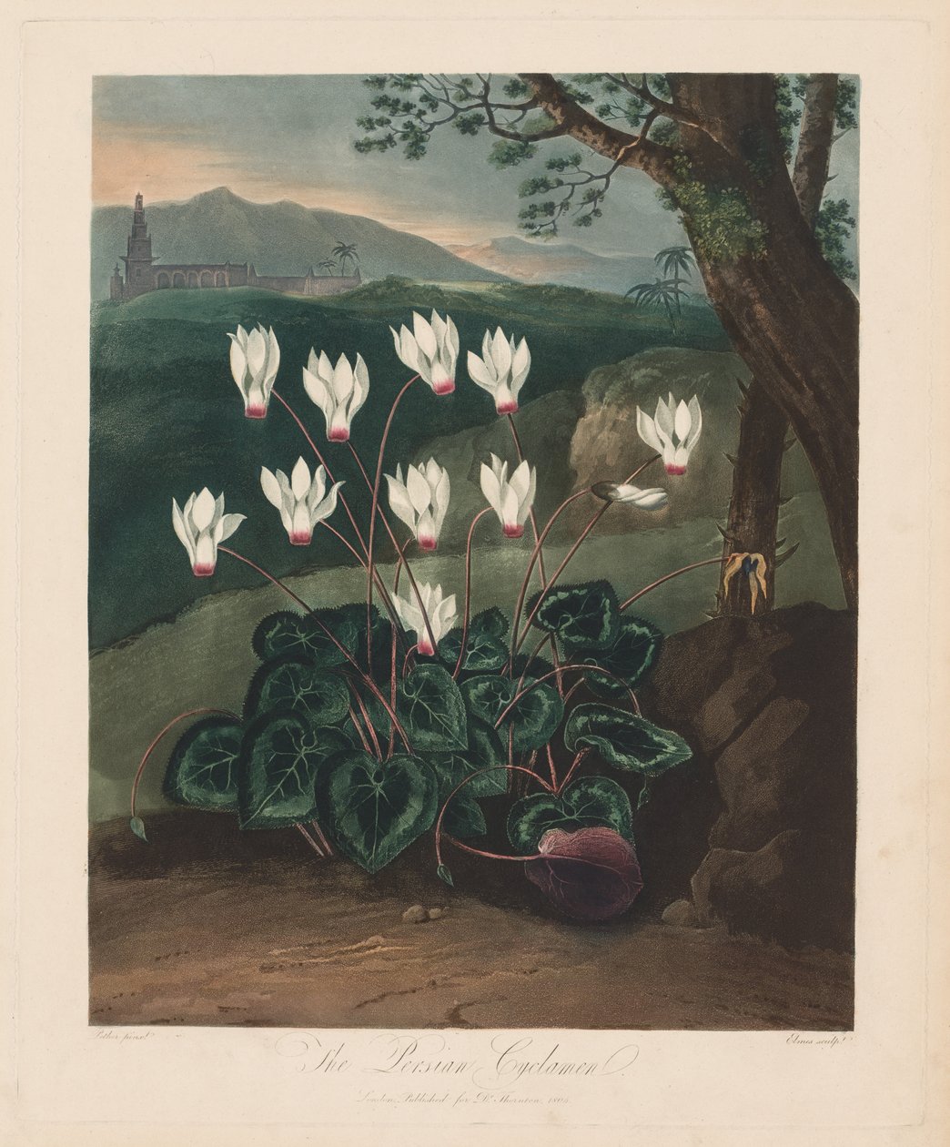De Tempel van Flora, of de Tuin van de Natuur: De Perzische Cyclamen, 1799-1807 door Robert John Thornton
