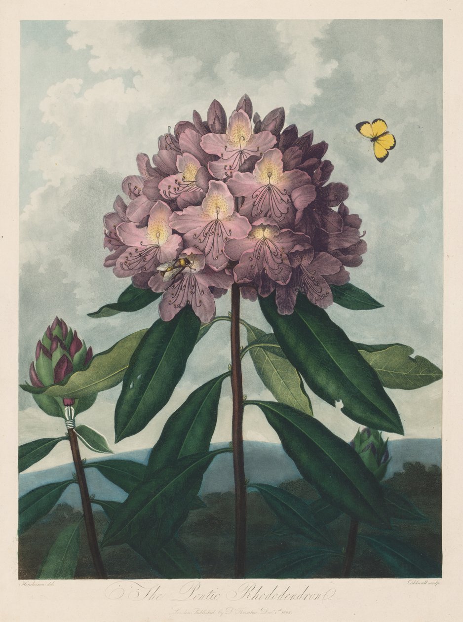 De Tempel van Flora, of Tuin van de Natuur: De Pontische Rhododendron door Robert John Thornton