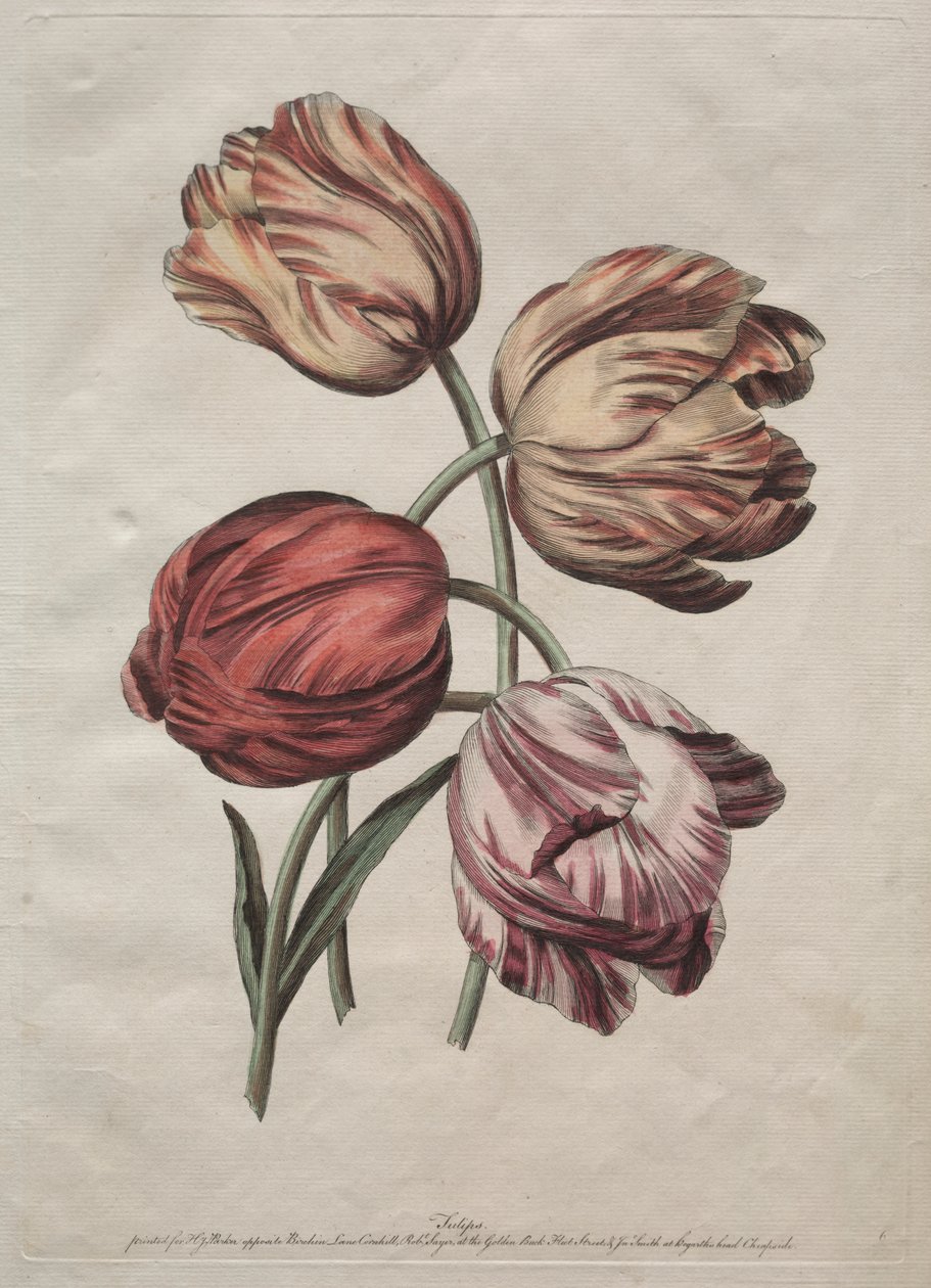 Acht mooie groepen natuurlijke bloemen in omtrekken door de la Cour: Tulpen door Robert Sayer
