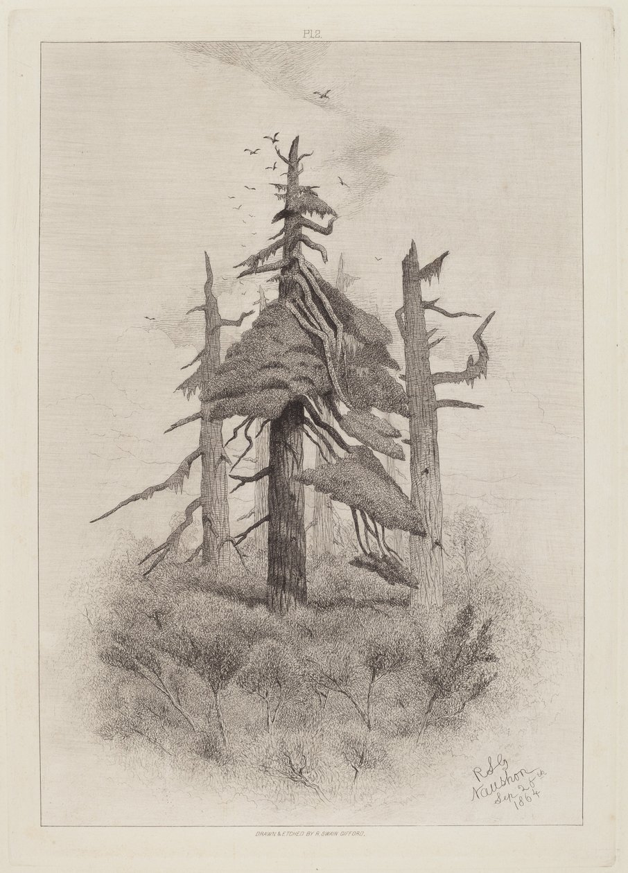 Oude Bomen op Naushon Island [plaat 2] door Robert Swain Gifford