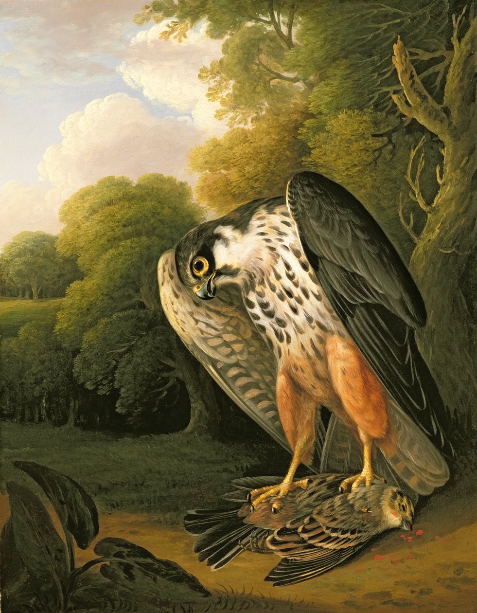 Een Hobbyvalk en Prooi geschoten bij Buxton door Robert Wilkinson Padley