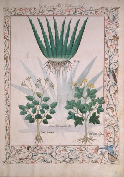 Aloë en Apio, illustratie uit Het Boek der Eenvoudige Geneesmiddelen door Matthaeus Platearius (d.c.1161) c.1470 door Robinet Testard