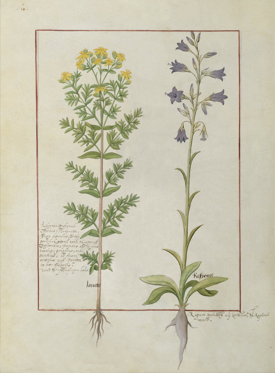 Twee bloeiende planten uit Het boek der eenvoudige medicijnen door Mattheaus Platearius, c.1470 door Robinet Testard