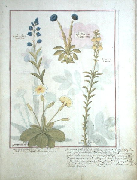 Bovenste rij: Onobrychis of Sainfoin, en Aphyllanthes. Onderste rij: Linaria Lutea, en Primula Veris of Sleutelbloem, illustratie uit Het Boek der Eenvoudige Geneesmiddelen door Mattheaus Platearius (d.c.1161) c.1470 door Robinet Testard
