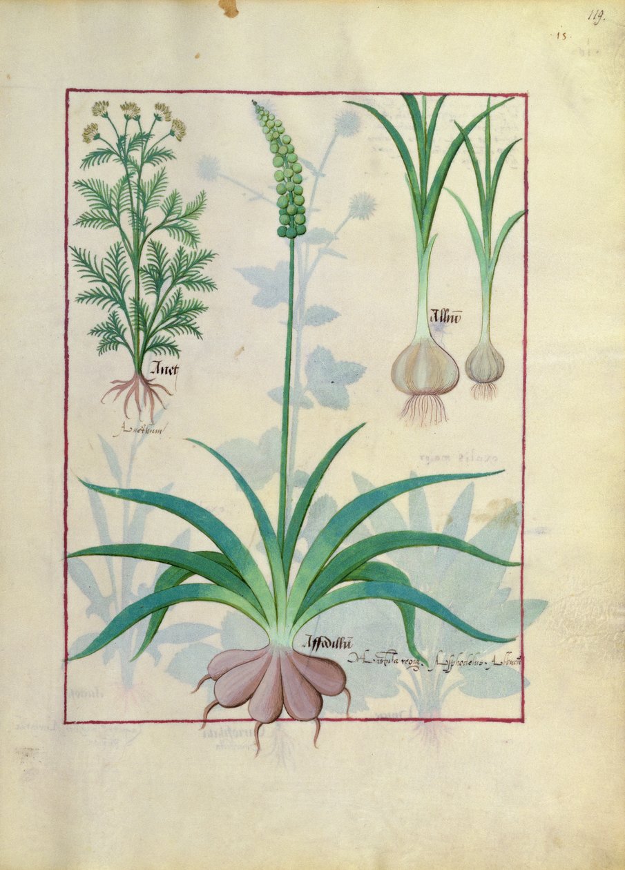 Knoflook en andere planten, illustratie uit Het boek der eenvoudige medicijnen door Mattheaus Platearius door Robinet Testard