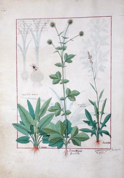 Zuring en Gariofilata (Benedicta Wood) illustratie uit Het boek der eenvoudige medicijnen door Mattheaus Platearius, c.1470 door Robinet Testard