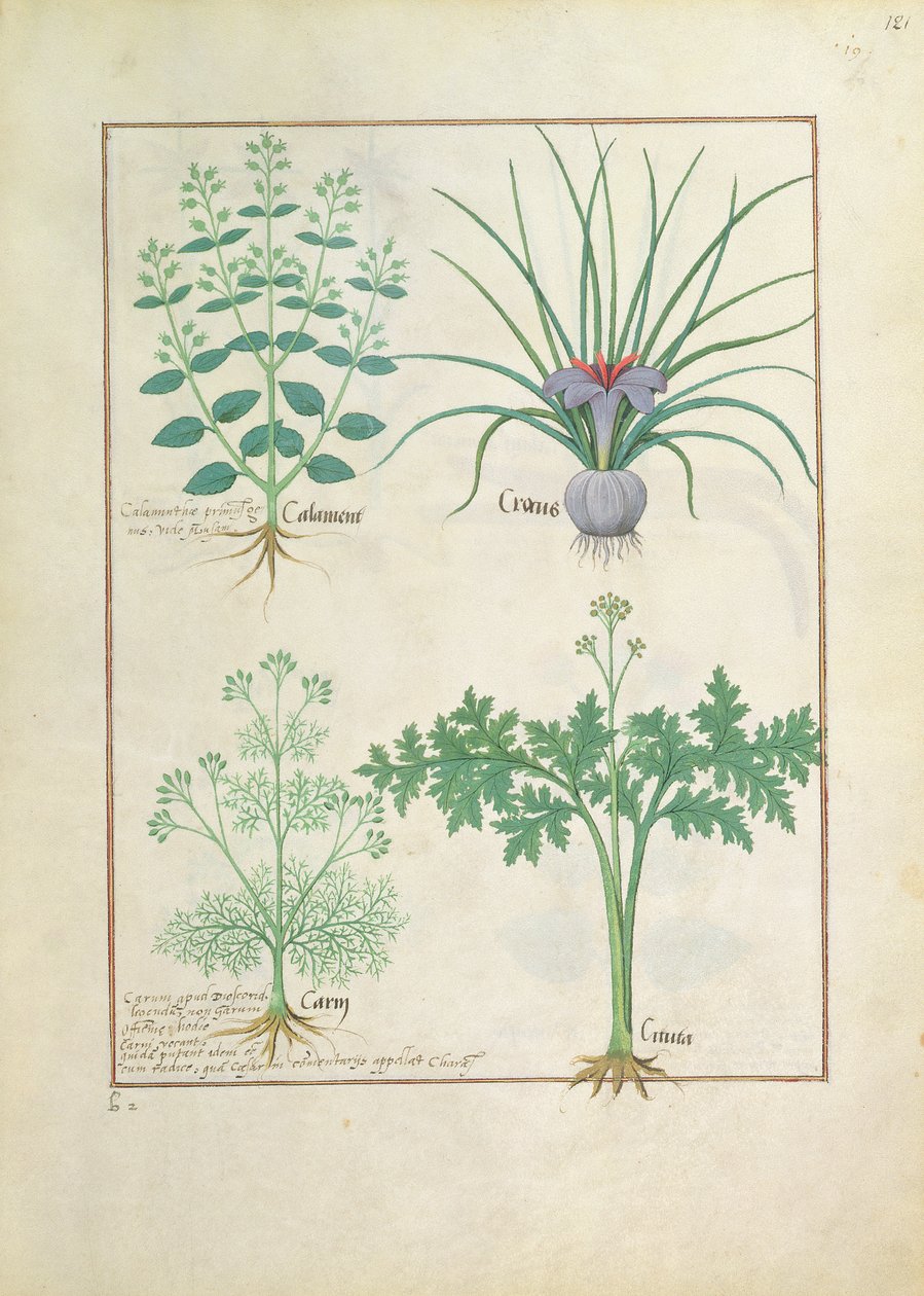 Kalmoes, krokus, karwij en citroen, illustratie uit Het boek der eenvoudige medicijnen door Mattheaus Platearius 121r door Robinet Testard