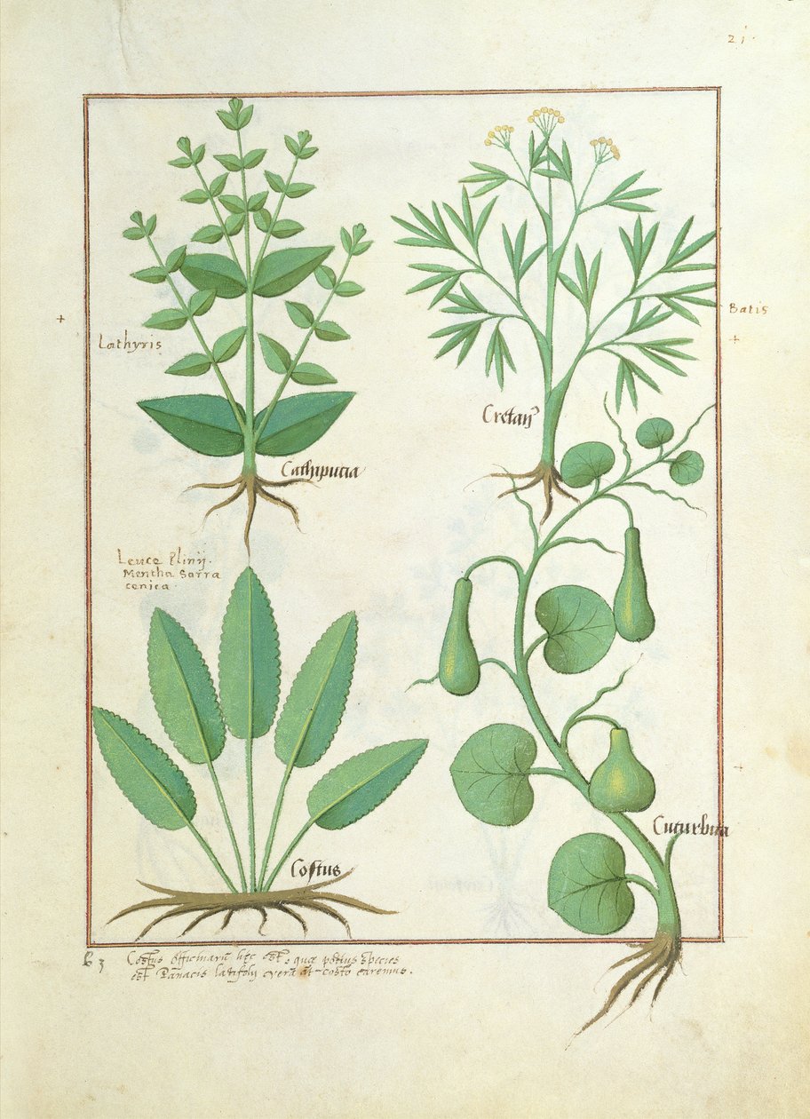 Euphorbia Lathyris, Beechwort, Munt en Vijg, illustratie uit Het boek van eenvoudige geneeskunde door Mattheaus Platearius door Robinet Testard