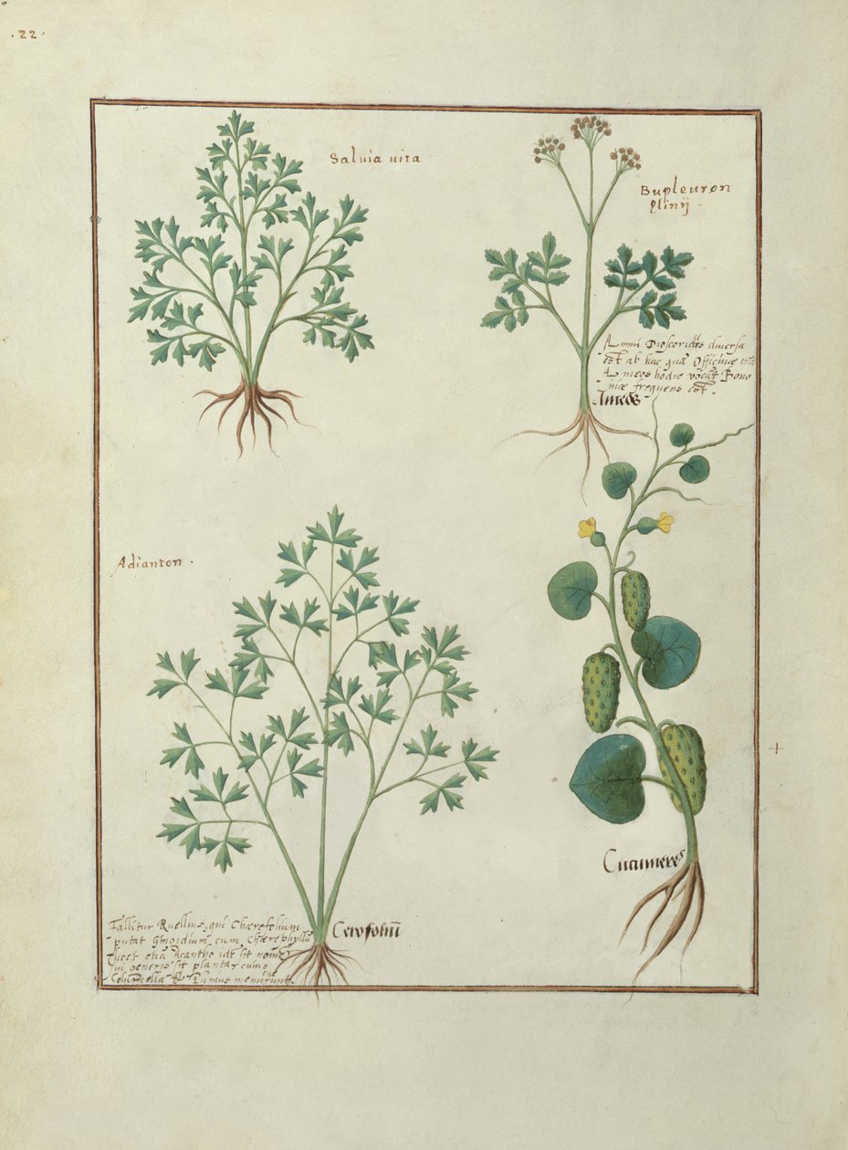 Bovenste rij: Salie en Bupleurum, illustratie uit Het boek der eenvoudige medicijnen door Mattheaus Platearius, c.1470 door Robinet Testard