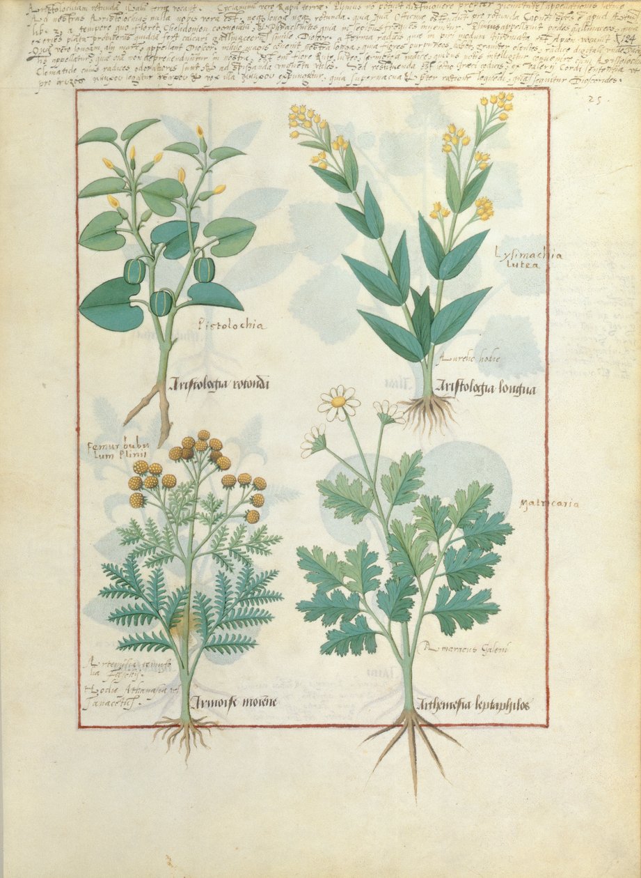 Bovenste rij: Aristolochia Rotundi en Aristolochia Longua. Onderste rij: Armoise en Artemesia, illustratie uit Het Eenvoudige Boek van Geneesmiddelen, door Matteaus Platearius 124r door Robinet Testard