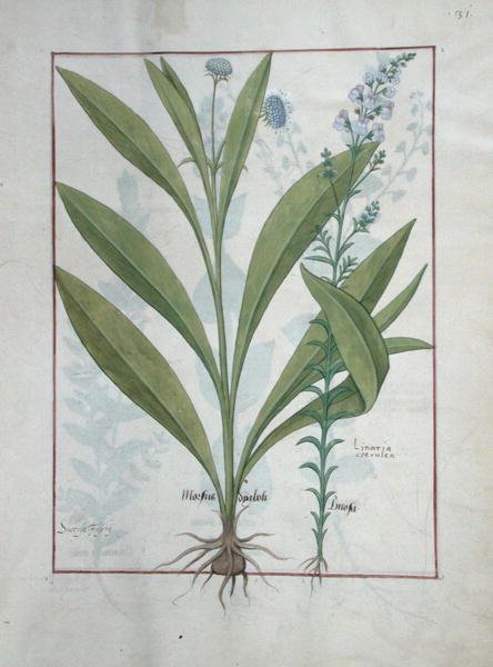 Duivelsbit Scabiosa en Vlasleeuwenbek, illustratie uit Het Boek der Eenvoudige Geneesmiddelen, door Mattheaus Platearius door Robinet Testard