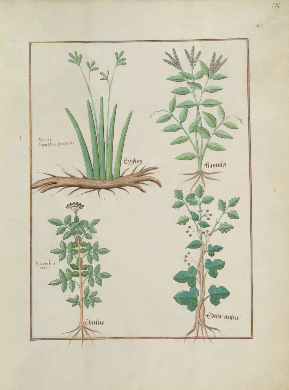 Xyris en Speerwortel, Gewone Vlierbes en Klimop, illustratie uit Het Boek der Eenvoudige Geneesmiddelen, door Mattheaus Platearius door Robinet Testard