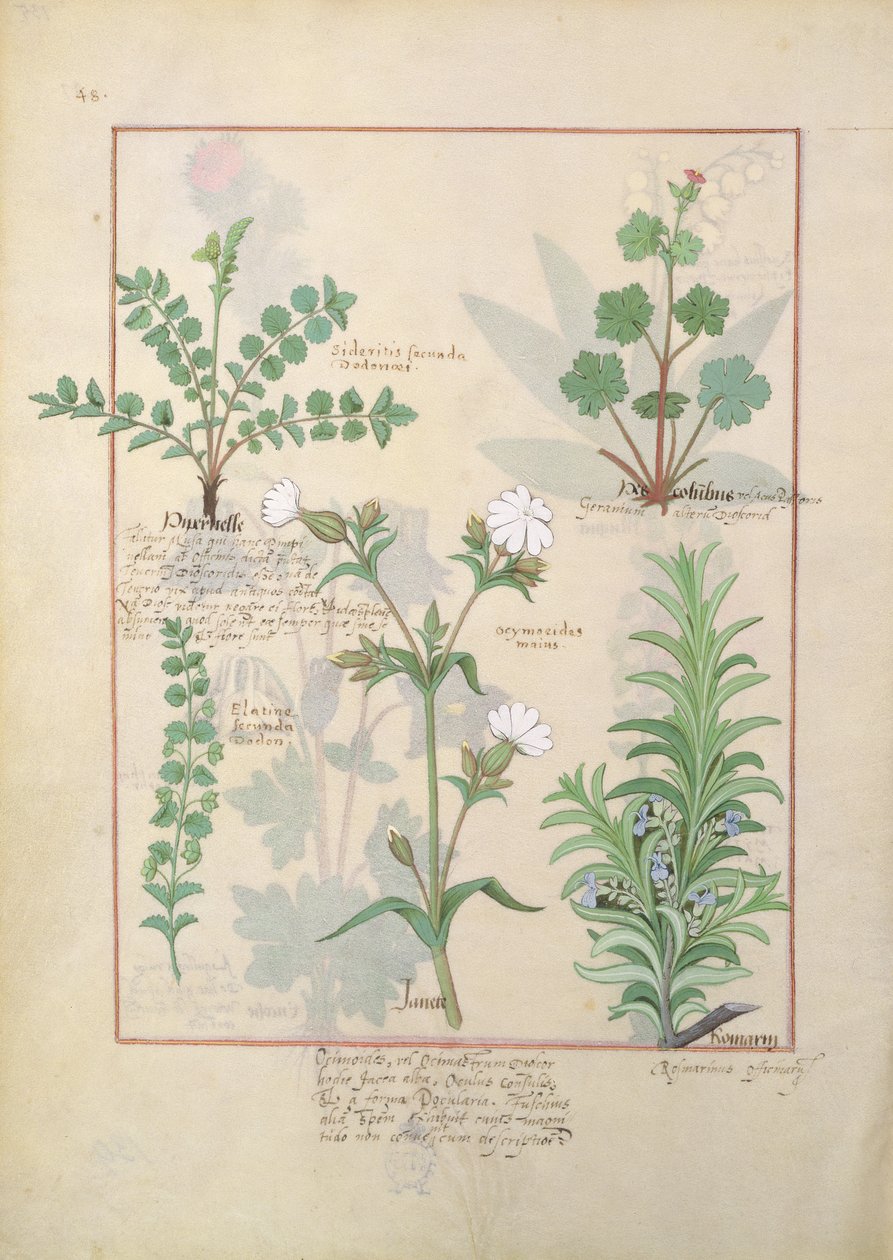 Illustratie uit Het Boek der Eenvoudige Geneesmiddelen door Mattheaus Platearius 135r door Robinet Testard