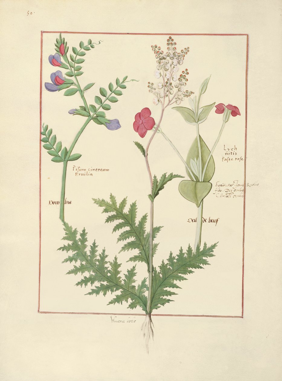 Illustratie uit Het boek der eenvoudige medicijnen door Mattheaus Platearius door Robinet Testard
