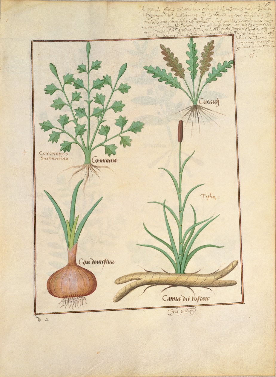 Illustratie uit Het Boek der Eenvoudige Geneesmiddelen door Mattheaus Platearius 137r door Robinet Testard