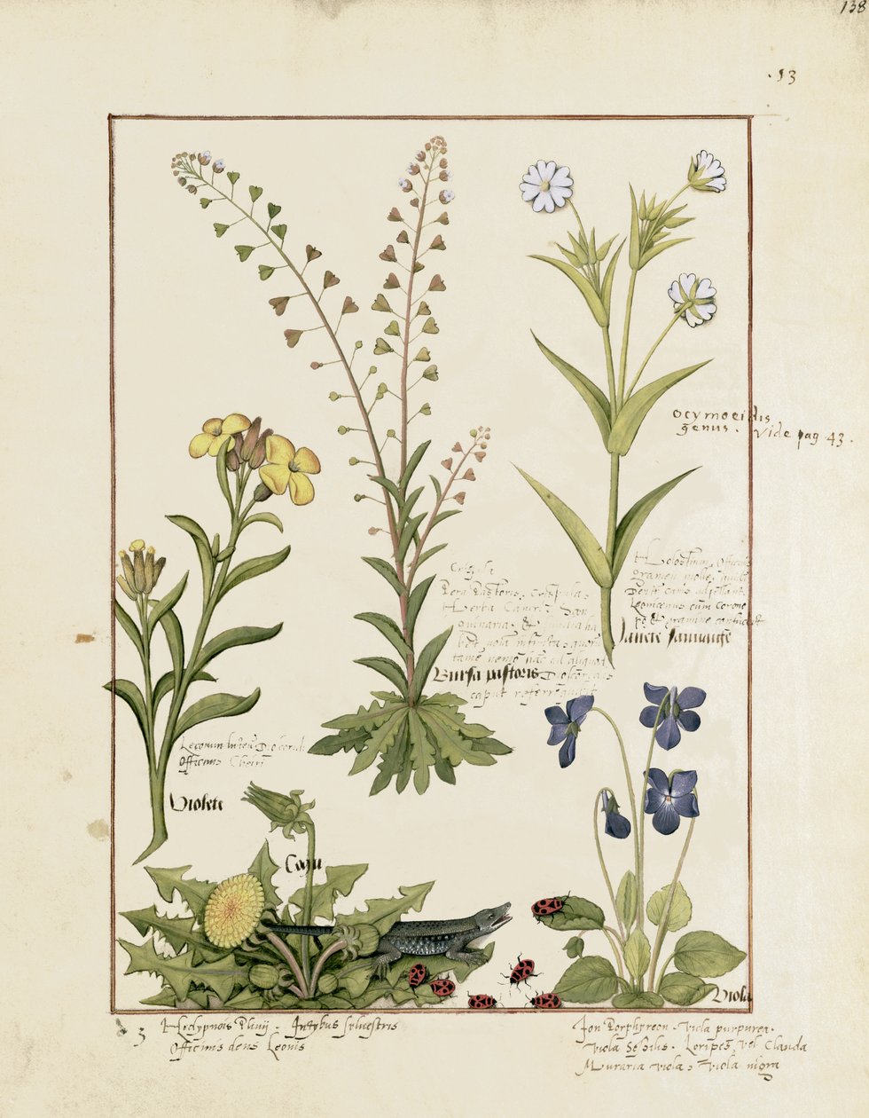 Illustratie uit het Boek van Eenvoudige Geneesmiddelen door Mattheaus Platearius 138r door Robinet Testard
